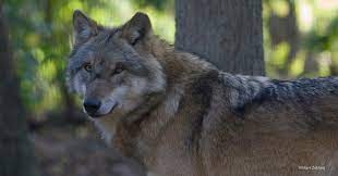 Bericht Film over de wolf in Beauforthuis bekijken